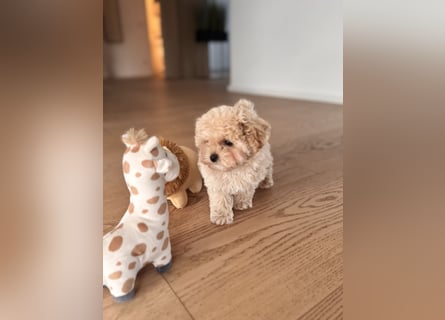 Maltipoo Pudel Malteser