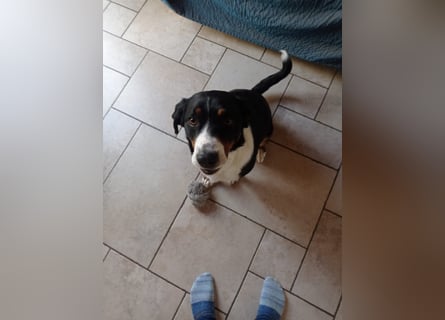 Appenzeller Sennenhund reisrassig