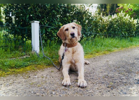 Wurfankündigung Labradoodle F1B Welpen