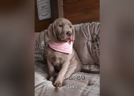 Labrador Aussiedor Welpen,dürfen ausziehen,aus liebevoller Zucht