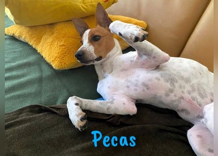 Pecas 05/2022 (in Deutschland) - frech, klug und bereit fürs Abenteuer!