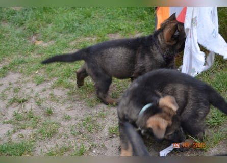 Dunkelgraue Schäferhunde aus Kör-u.Leistungzucht