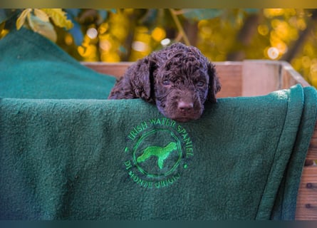 Irish Water Spaniel Welpen / Nichthaarend / FCI - VDH Zucht