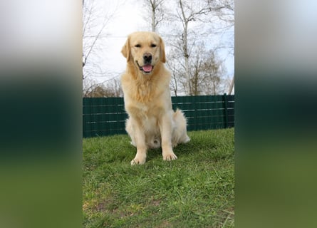 Golden Retriever Deckrüde mit FCI-Ahnentafel