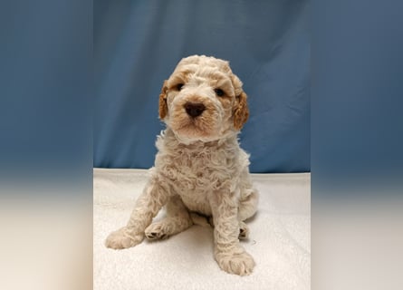 Welpen Lagotto Romagnolo