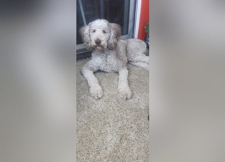 Großpudel 2,5 Jahre Rüde
