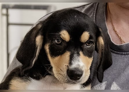 Kokonimix Tammy und Sammy suchen ein Zuhause