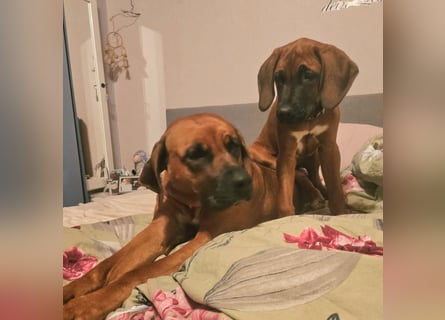 Süße Rhodesian Ridgeback Welpen