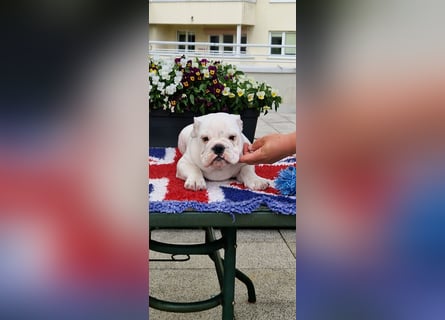 Englische Bulldoggen welpen Top Pedigree FCI