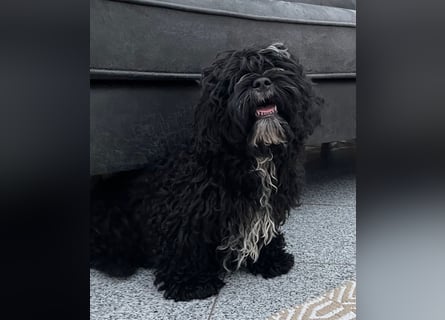 Shih Tzu - Pudelmischlingswelpen abzugeben