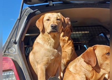 Labrador Welpen foxred, aus der Arbeitslinie