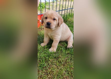 Labrador Welpen mit Ahnentafel, abzugeben ab Mitte /Ende Mai