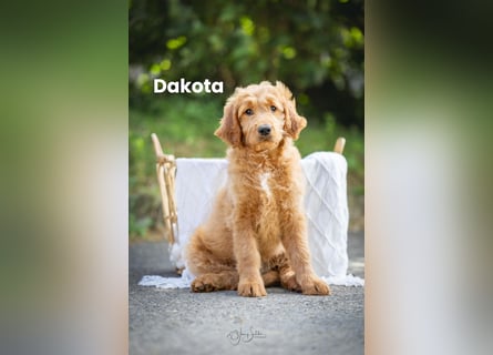 Goldendoodle mini Medium Doodle Abgabe ab jetzt