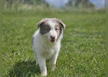 Border Collie Welpen -  Rüden