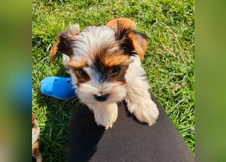 Kleiner Biewer Yorkshire Terrier Welpe a la Pom Pon tricolor / reinrassig / selten Rüde