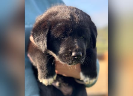 Zuckersüße Labrakita Welpen suchen ihr neues Zuhause!