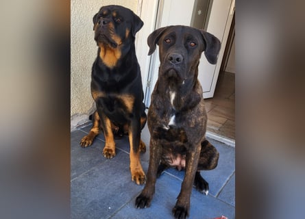 Mischlingswelben Cane Corso / Rottweiler Welpen