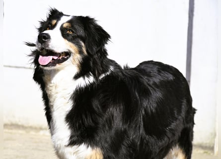 extrem hübsche , bestens sozialisierte Australian Shepherd Welpen aus kontollierter Zucht
