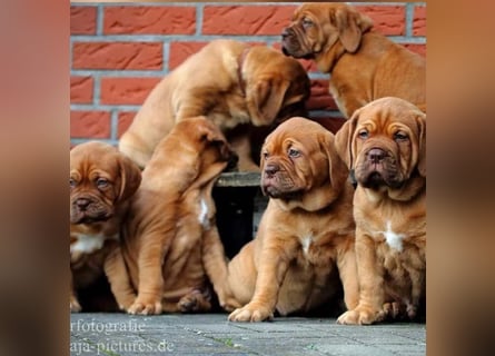 Wurfankündigung Bordeauxdogge