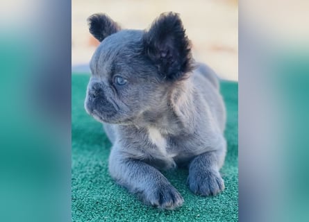 Fluffy Französische Bulldogge