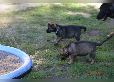 Dunkelgraue Schäferhunde aus Kör-u.Leistungzucht
