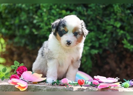 Mini American Shepherd (Showlinie)