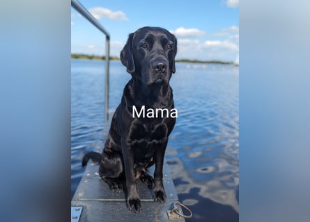 Wunderschöne Labrador Welpen