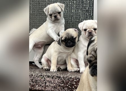 Mops Welpen ( noch 2 Rüde)