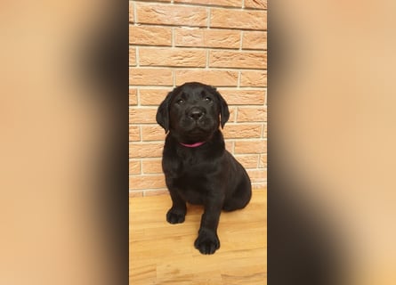 Zuckersüße Labrador Hündin, schwarz, mit Ahnentafel!