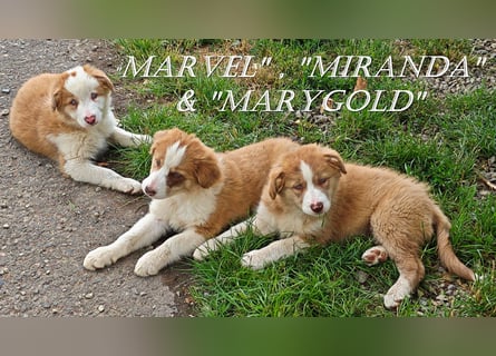Border Collie-Welpen , black-,choco-,red-white und red-merle