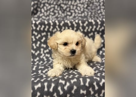 Maltipoo Welpe