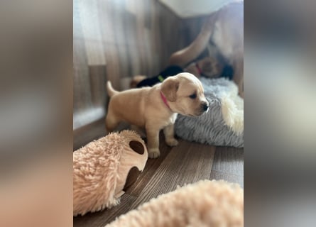 Reinrassige Labrador Welpen m.P. aus liebevoller Zucht