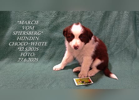 Border Collie-Welpen , black-,choco-,red-white und red-,black-merle