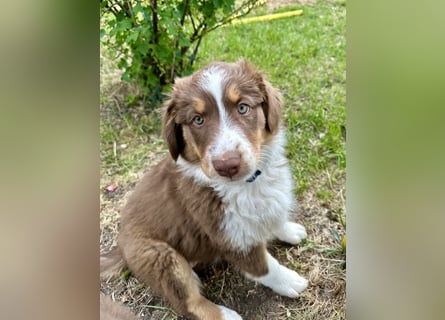 Australian Shepherd Welpen braun/redtri (Minimix/Reinrassig)+ Gesundheitszeugnis