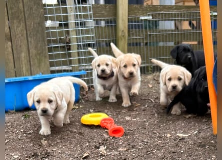 Labrador Retriever Welpen, reinrassig, Ahnenpass uvm., schwarz und gelb