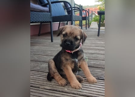 1 süße Border Terrier Hündin sucht ein liebevolles Zuhause