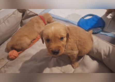 Golden Retriever Welpen