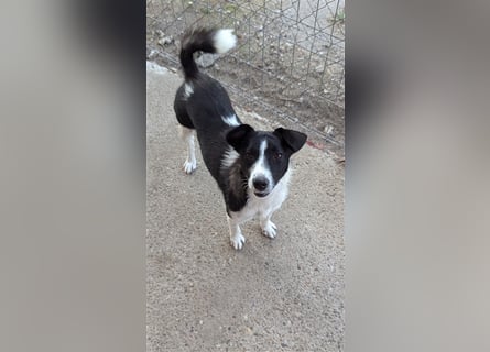 Powerpaket Laika, 1 Jahr, sucht ihresgleichen