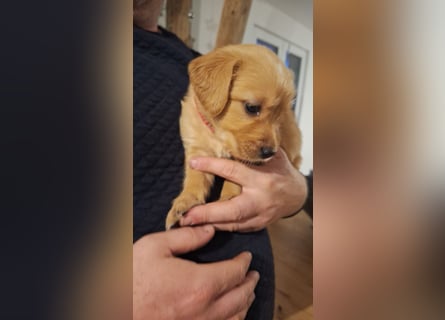 Golden Retriever Welpen