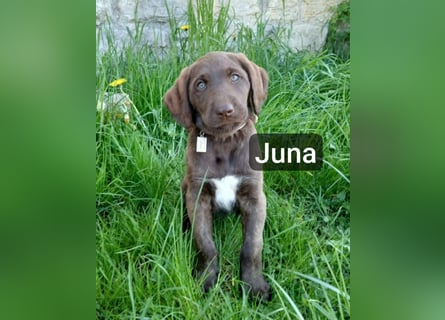 Welpen Labradoodle F1 Braun Groß Könispudel x Labrador