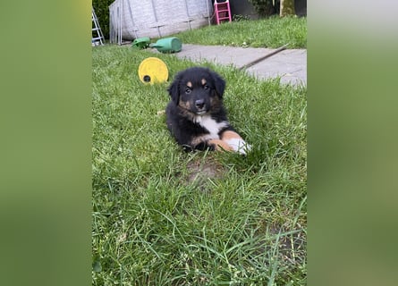 Supersüsse Australian Shepherd Welpen in der Farbe
