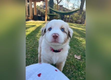 Reinrassige Australian Shepherd Welpen