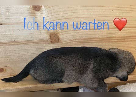Mittelschnauzer Welpen (nicht haarend) Rüde