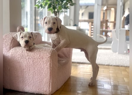 NEUE Welpen sind da.. die reinrassigen Dogo Argentinos mit Ahnenpass