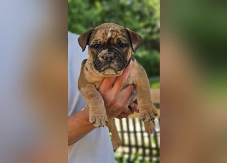 Old English Bulldog Welpen