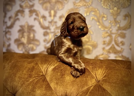 Irish Setter Welpen mit Papieren