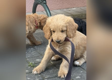 Aussiedoodle / Aussiepoo  F1b
