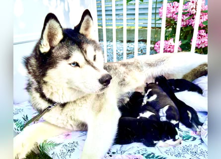 FCI Pedigree Blue Eyed Black & White Siberian Husky Champion Puppy