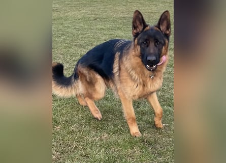 Deutscher Schäferhund Rüde mit Papiere.