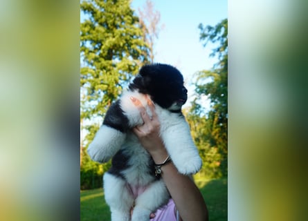 Amerikanische Akita